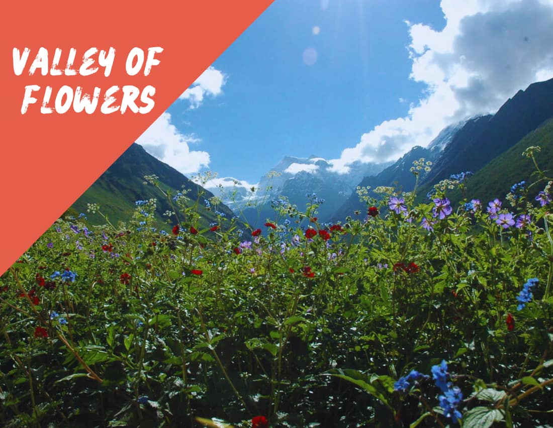 Amazing Trips – Valley of Flowers Offbeat Tours - Valley of Flowers